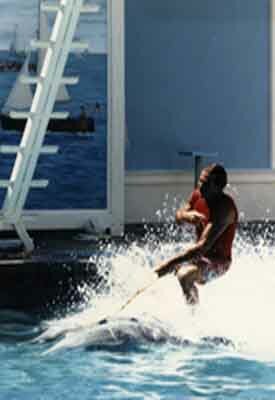 joel and killer whale