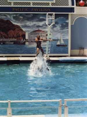 Joel and dolphins