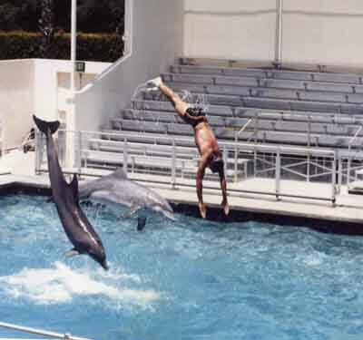 dolphins and joel