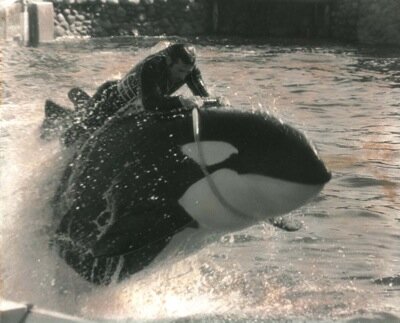 joel and killer whale