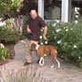 Teach your dog to heel
