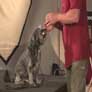 teach your dog to retrieve