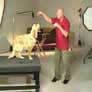 Train your dog to sit without using food or treats
