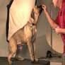 Train your dog to sit using treats or food