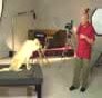 Teach your dog to stay