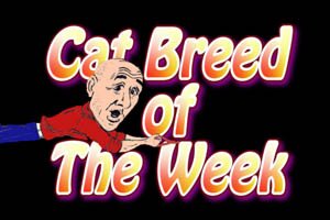 cat breed of the week