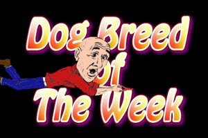 dog breed of the week