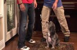 teaching your dog to heel