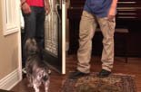 teaching your dog to heel