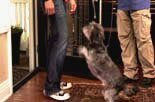 teach your dog not jump online