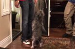 teaching your dog to heel