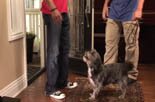 teaching your dog to heel