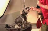 Train your dog to retrieve (fetch) online