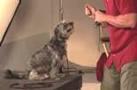 joel teaches all dogs to retrieve