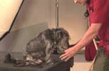 joel teaches all dogs to retrieve