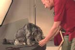 joel teaches all dogs to retrieve