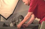 joel teaches all dogs to retrieve
