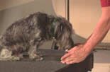 joel teaches all dogs to retrieve