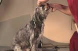 joel teaches all dogs to retrieve