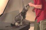 joel teaches all dogs to retrieve