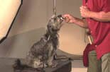 joel teaches all dogs to retrieve