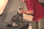 joel teaches all dogs to retrieve