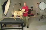 teaching your dog to sit and stay using gentle manipulation