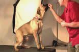 Train your dog to sit using treats online
