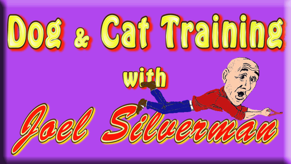 dog and cat training with joel silverman